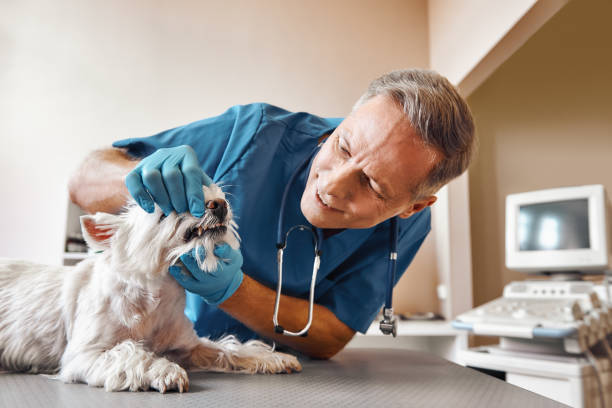 Best Same-Day Emergency Dental Services in Gilbert, MN